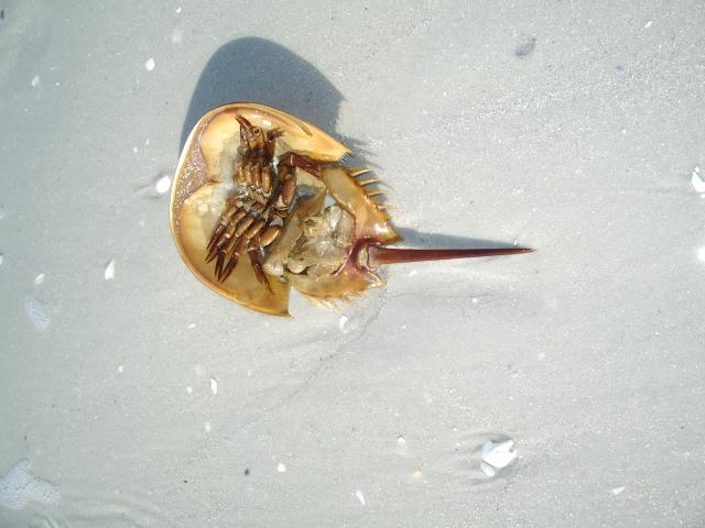 horseshoe crab IMGP3243