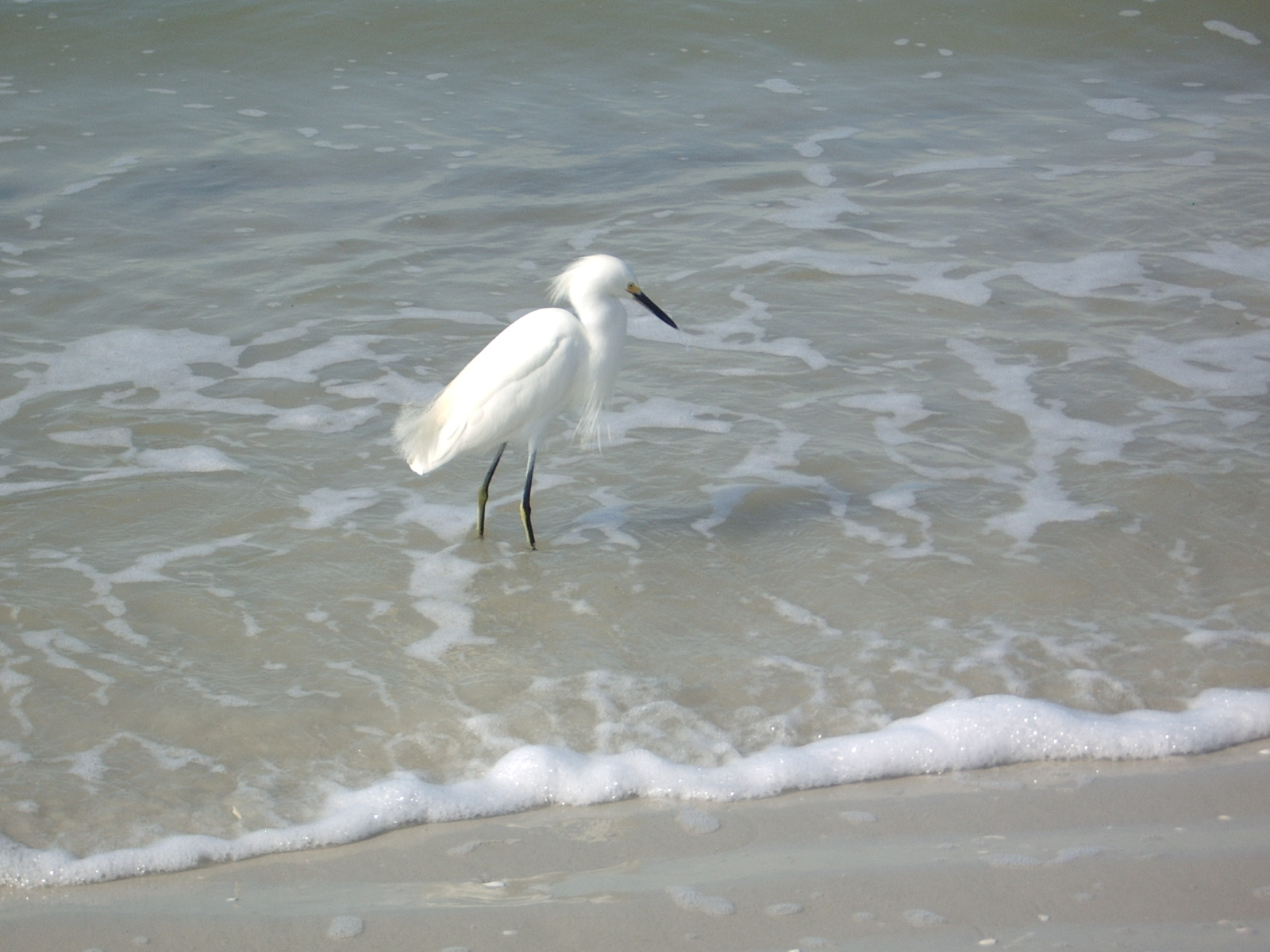snowy egret IMGP3247