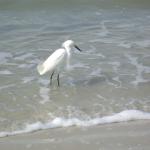 snowy egret IMGP3247