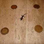 Tiny Lizzard